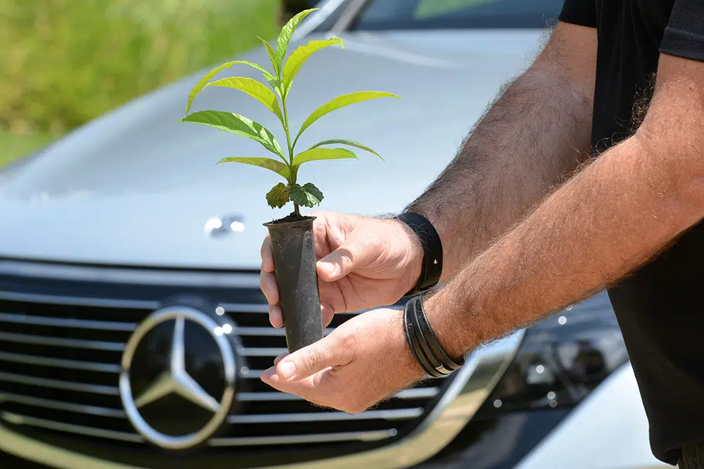 projeto Floresta Mercedes-Benz