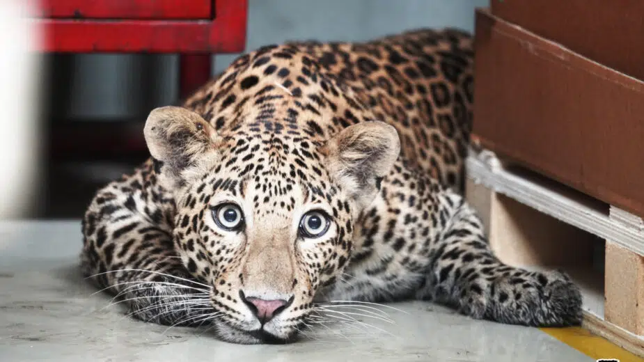 Leopardo fábrica Mercedes