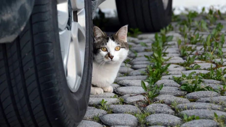 Gato escondido debaixo de um carro