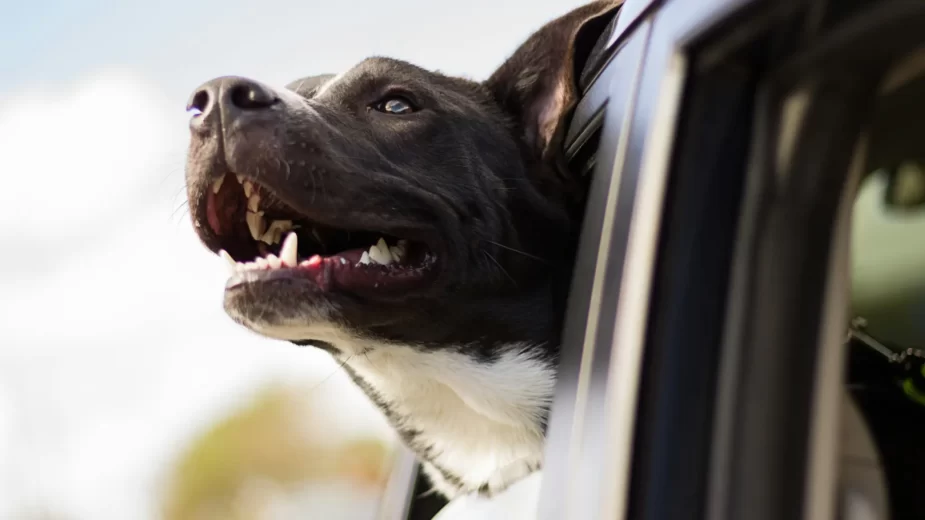 Cão cabeça de fora carro